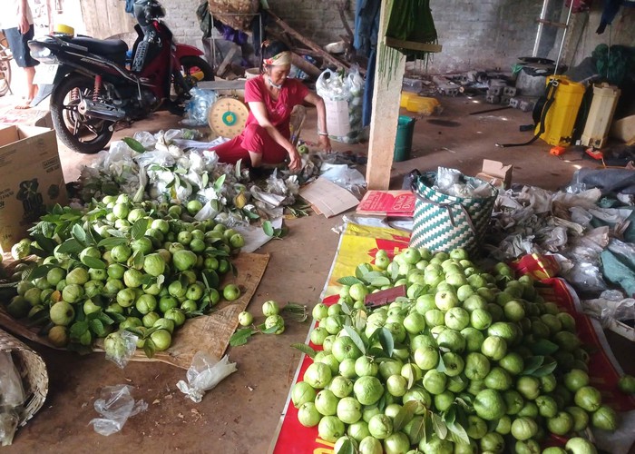 Người phụ nữ “gieo ngọt” trên vùng đất đỏ Nghĩa Đàn- Ảnh 4. Người phụ nữ “gieo ngọt” trên vùng đất đỏ Nghĩa Đàn- Ảnh 4.