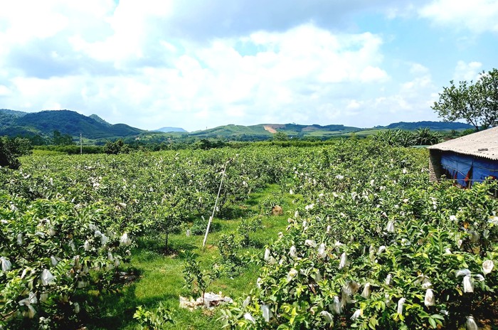 Người phụ nữ “gieo ngọt” trên vùng đất đỏ Nghĩa Đàn- Ảnh 2. Người phụ nữ “gieo ngọt” trên vùng đất đỏ Nghĩa Đàn- Ảnh 2.