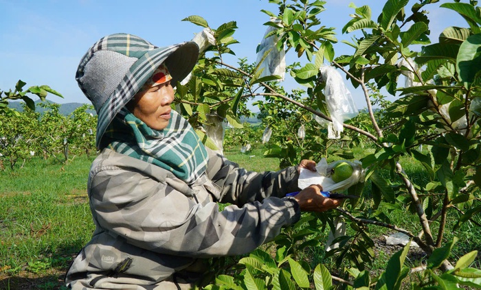 Người phụ nữ “gieo ngọt” trên vùng đất đỏ Nghĩa Đàn- Ảnh 1. Người phụ nữ “gieo ngọt” trên vùng đất đỏ Nghĩa Đàn- Ảnh 1.