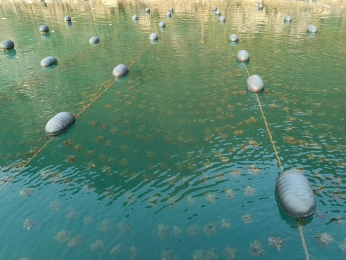 Tăng cường chuỗi liên kết, tạo bước phát triển mới cho "món quà đến từ biển đảo"- Ảnh 1.