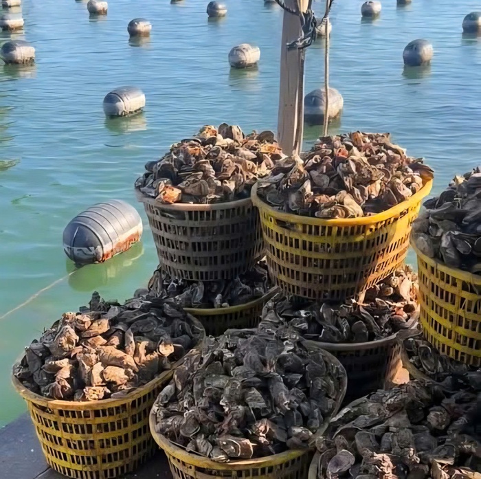 Tăng cường chuỗi liên kết, tạo bước phát triển mới cho "món quà đến từ biển đảo"- Ảnh 4.