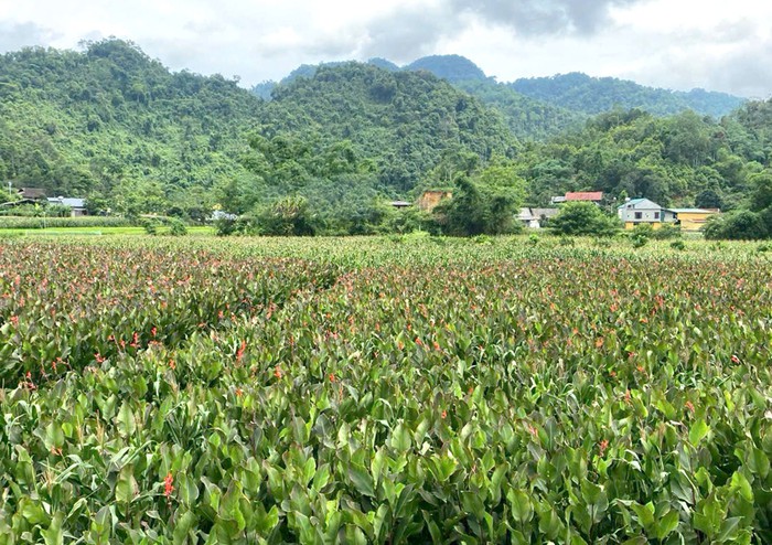 Cây dong riềng - sinh kế bền vững cho đồng bào dân tộc thiểu số - Ảnh 1. Cây dong riềng - sinh kế bền vững cho đồng bào dân tộc thiểu số - Ảnh 1.