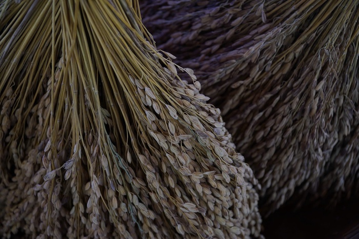 Tết Cơm mới của đồng bào dân tộc Mường ở Phú Thọ: Khi hạt gạo là tinh hoa đất trời- Ảnh 1. Tết Cơm mới của đồng bào dân tộc Mường ở Phú Thọ: Khi hạt gạo là tinh hoa đất trời- Ảnh 1.