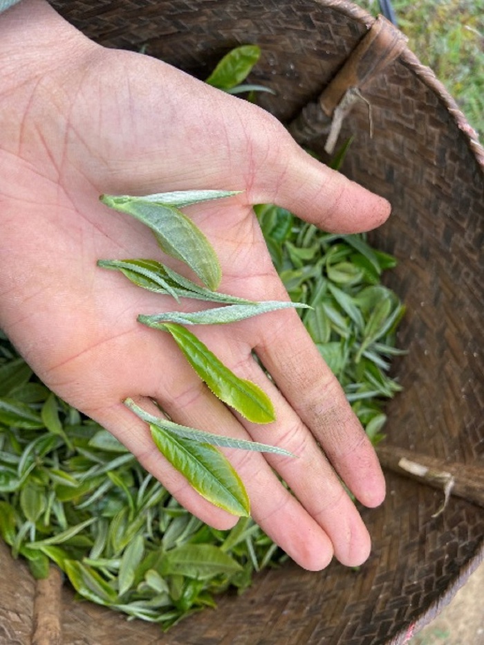 Trà tôm nõn Hoàng Gia: Từ bàn tay người phụ nữ Vô Tranh đến đấu trường trà quốc tế- Ảnh 1. Trà tôm nõn Hoàng Gia: Từ bàn tay người phụ nữ Vô Tranh đến đấu trường trà quốc tế- Ảnh 1.