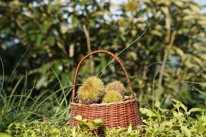 Mùa dẻ Lạng Sơn hấp dẫn du khách đến du lịch trải nghiệm- Ảnh 1.