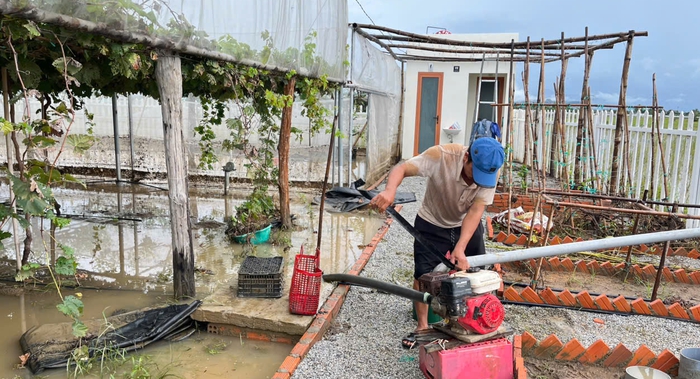 Nhiều vườn nho ở Khánh Hòa chìm trong nước, người dân lo thất thu dịp Tết- Ảnh 1.