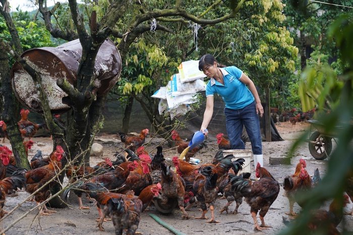 Phụ nữ Yên Định: Hiệu quả kinh tế gấp 5-7 lần nhờ chuyển đổi cơ cấu cây trồng- Ảnh 2. Phụ nữ Yên Định: Hiệu quả kinh tế gấp 5-7 lần nhờ chuyển đổi cơ cấu cây trồng- Ảnh 2.