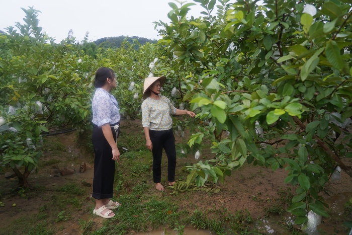 Phụ nữ Yên Định: Hiệu quả kinh tế gấp 5-7 lần nhờ chuyển đổi cơ cấu cây trồng- Ảnh 5. Phụ nữ Yên Định: Hiệu quả kinh tế gấp 5-7 lần nhờ chuyển đổi cơ cấu cây trồng- Ảnh 5.