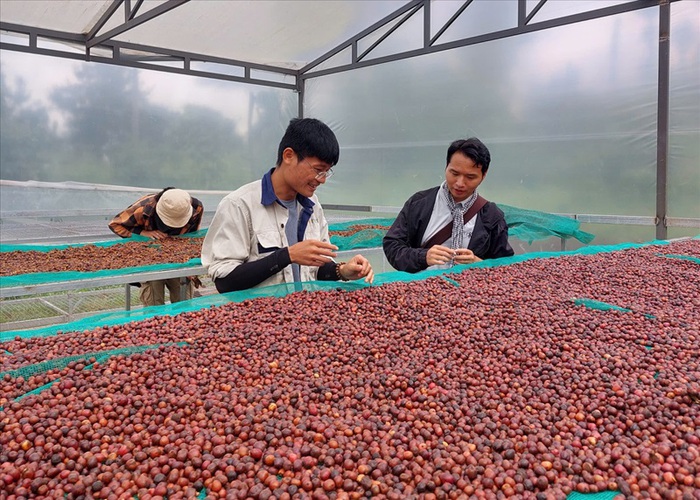 Liên kết chuỗi sản xuất cà phê tạo lực đẩy cho phụ nữ dân tộc thiểu số và miền núi Tây Nguyên- Ảnh 1. Liên kết chuỗi sản xuất cà phê tạo lực đẩy cho phụ nữ dân tộc thiểu số và miền núi Tây Nguyên- Ảnh 1.