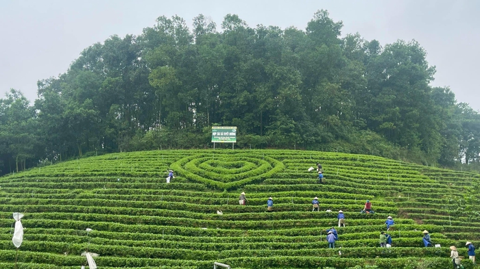 Nâng tầm nông sản vùng dân tộc thiểu số và miền núi thành thương hiệu quốc gia- Ảnh 1.