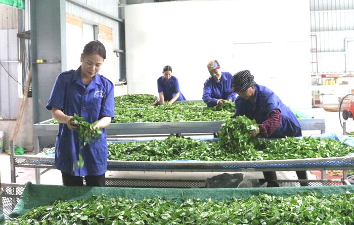 Nâng tầm nông sản vùng dân tộc thiểu số và miền núi thành thương hiệu quốc gia- Ảnh 2.