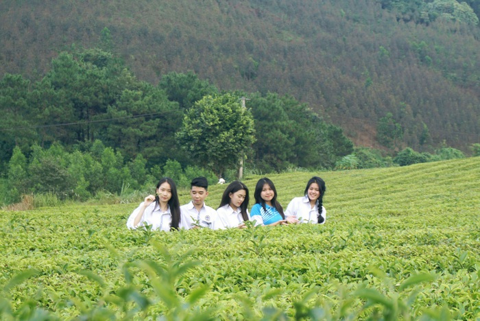 Biến lá chè già thành sản phẩm thân thiện với môi trường- Ảnh 2.