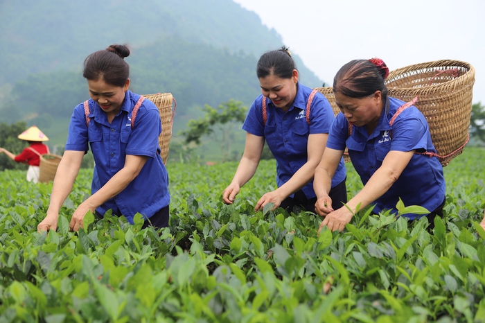 4 giải pháp nâng cao nhận thức phát triển hợp tác xã do phụ nữ làm chủ- Ảnh 1.