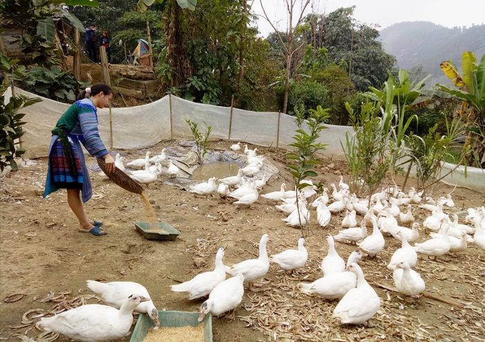 Từ mô hình nhỏ lan tỏa tinh thần tự chủ của phụ nữ dân tộc thiểu số Lào Cai- Ảnh 2.