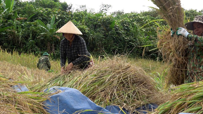 Hội LHPN xã La Êê cùng bộ đội giúp dân thu hoạch lúa trước cơn bão số 13- Ảnh 2. Hội LHPN xã La Êê cùng bộ đội giúp dân thu hoạch lúa trước cơn bão số 13- Ảnh 2.