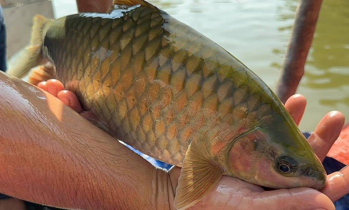 Xã Đồng Tâm (Tuyên Quang): Phát triển kinh tế từ nuôi cá Bỗng- Ảnh 1.