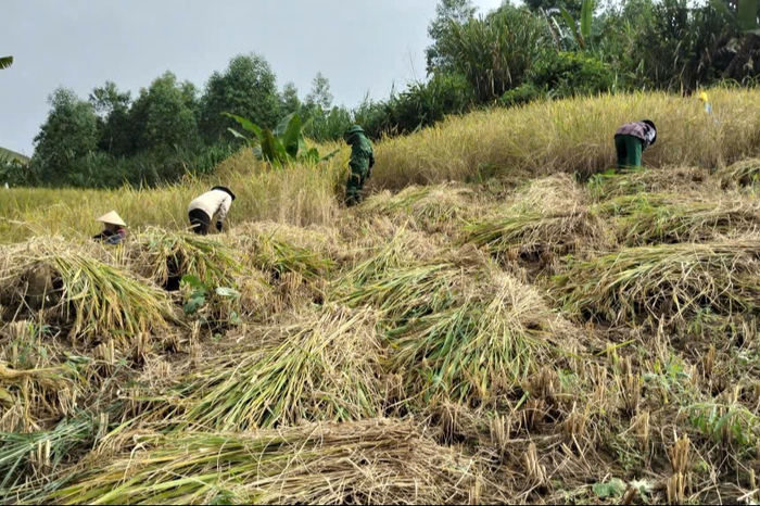 Hội LHPN xã La Êê cùng bộ đội giúp dân thu hoạch lúa trước cơn bão số 13- Ảnh 1. Hội LHPN xã La Êê cùng bộ đội giúp dân thu hoạch lúa trước cơn bão số 13- Ảnh 1.