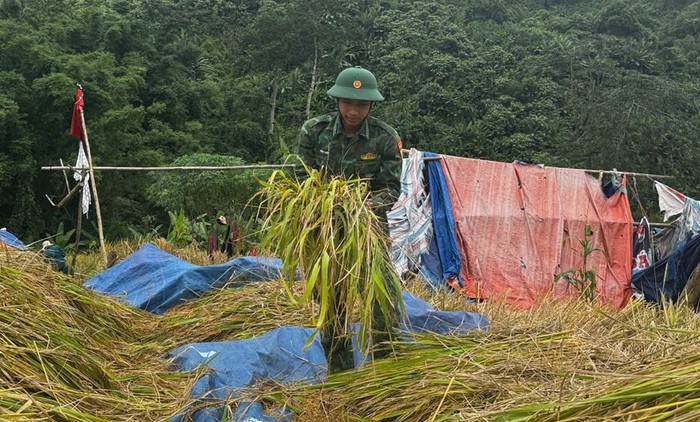 Hội LHPN xã La Êê cùng bộ đội giúp dân thu hoạch lúa trước cơn bão số 13- Ảnh 5. Hội LHPN xã La Êê cùng bộ đội giúp dân thu hoạch lúa trước cơn bão số 13- Ảnh 5.