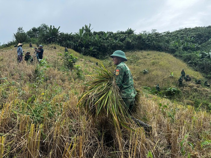 Hội LHPN xã La Êê cùng bộ đội giúp dân thu hoạch lúa trước cơn bão số 13- Ảnh 8. Hội LHPN xã La Êê cùng bộ đội giúp dân thu hoạch lúa trước cơn bão số 13- Ảnh 8.