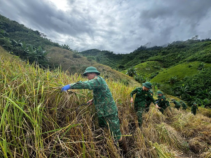 Hội LHPN xã La Êê cùng bộ đội giúp dân thu hoạch lúa trước cơn bão số 13- Ảnh 6. Hội LHPN xã La Êê cùng bộ đội giúp dân thu hoạch lúa trước cơn bão số 13- Ảnh 6.