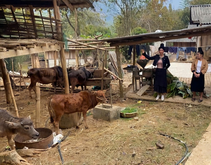 Phụ nữ Sơn La thoát nghèo từ nguồn vốn vay ưu đãi- Ảnh 1.