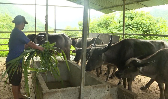 Lai Châu: Nỗ lực nâng cao nhận thức, kỹ năng cho người Mảng thoát nghèo- Ảnh 2. Lai Châu: Nỗ lực nâng cao nhận thức, kỹ năng cho người Mảng thoát nghèo- Ảnh 2.