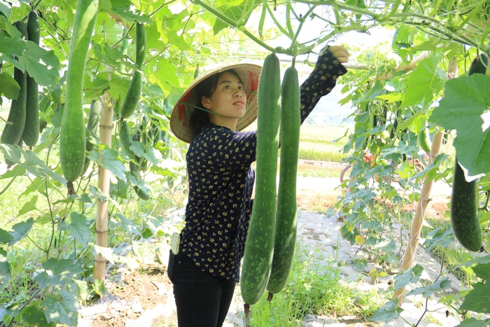 “Bở lỡ” giấc mơ nghề giáo để trở thành “bà chủ bí xanh” nhờ mạng xã hội- Ảnh 1. “Bở lỡ” giấc mơ nghề giáo để trở thành “bà chủ bí xanh” nhờ mạng xã hội- Ảnh 1.