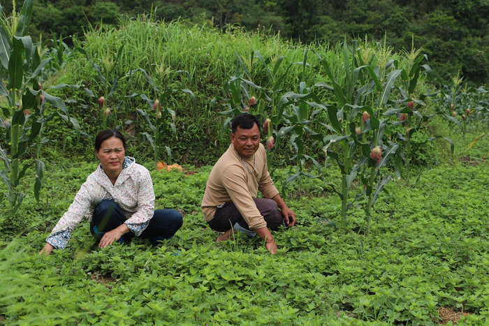 Trăn trở phát triển sinh kế từ cây "vàng đen" cho phụ nữ vùng biên- Ảnh 1. Trăn trở phát triển sinh kế từ cây "vàng đen" cho phụ nữ vùng biên- Ảnh 1.