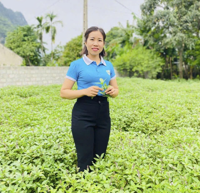 Phụ nữ dân tộc Thái thoát nghèo nhờ trồng dược liệu ứng dụng công nghệ cao- Ảnh 5. Phụ nữ dân tộc Thái thoát nghèo nhờ trồng dược liệu ứng dụng công nghệ cao- Ảnh 5.