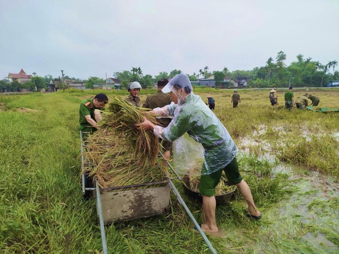 Xúc động hình ảnh chiến sĩ Công an lấm lem bùn đất giúp người dân thu hoạch lúa sau lũ- Ảnh 2. Xúc động hình ảnh chiến sĩ Công an lấm lem bùn đất giúp người dân thu hoạch lúa sau lũ- Ảnh 2.