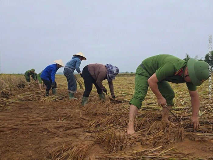 Xúc động hình ảnh chiến sĩ Công an lấm lem bùn đất giúp người dân thu hoạch lúa sau lũ- Ảnh 3. Xúc động hình ảnh chiến sĩ Công an lấm lem bùn đất giúp người dân thu hoạch lúa sau lũ- Ảnh 3.