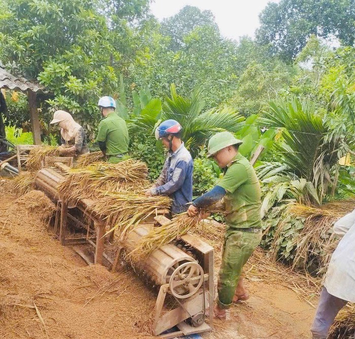 Xúc động hình ảnh chiến sĩ Công an lấm lem bùn đất giúp người dân thu hoạch lúa sau lũ- Ảnh 4. Xúc động hình ảnh chiến sĩ Công an lấm lem bùn đất giúp người dân thu hoạch lúa sau lũ- Ảnh 4.