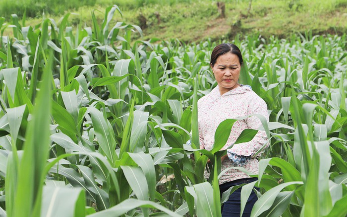 Phụ nữ dân tộc thiểu số vùng biên thoát nghèo bền vững- Ảnh 1. Phụ nữ dân tộc thiểu số vùng biên thoát nghèo bền vững- Ảnh 1.
