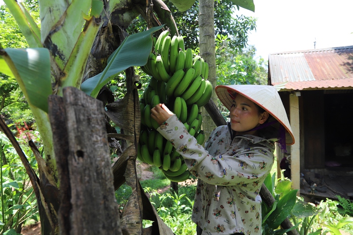 Hỗ trợ ứng dụng khoa học công nghệ nâng cao quyền năng kinh tế cho phụ nữ dân tộc thiểu số- Ảnh 1. Hỗ trợ ứng dụng khoa học công nghệ nâng cao quyền năng kinh tế cho phụ nữ dân tộc thiểu số- Ảnh 1.