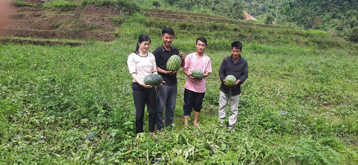 Chuyển đổi cơ cấu cây trồng làm thay đổi bộ mặt xã vùng khó ở Điện Biên- Ảnh 1. Chuyển đổi cơ cấu cây trồng làm thay đổi bộ mặt xã vùng khó ở Điện Biên- Ảnh 1.