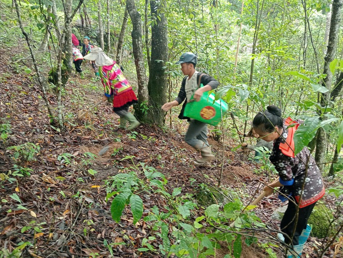 Đào tạo kỹ thuật trồng, bảo quản và chế biến cây dược liệu cho người dân tộc- Ảnh 1. Đào tạo kỹ thuật trồng, bảo quản và chế biến cây dược liệu cho người dân tộc- Ảnh 1.