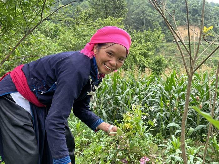 Chị Cân hái rau tại vườn để nấu cơm cho du khách tại homestay