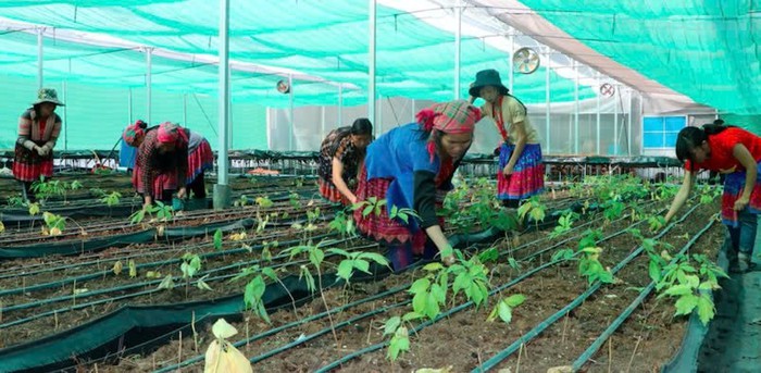 Sìn Hồ, Lai Châu: Phụ nữ dân tộc thiểu số phát triển cây dược liệu để vươn lên thoát nghèo- Ảnh 1. Sìn Hồ, Lai Châu: Phụ nữ dân tộc thiểu số phát triển cây dược liệu để vươn lên thoát nghèo- Ảnh 1.