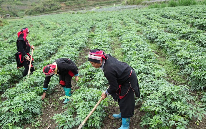 Sìn Hồ, Lai Châu: Phụ nữ dân tộc thiểu số phát triển cây dược liệu để vươn lên thoát nghèo- Ảnh 2. Sìn Hồ, Lai Châu: Phụ nữ dân tộc thiểu số phát triển cây dược liệu để vươn lên thoát nghèo- Ảnh 2.