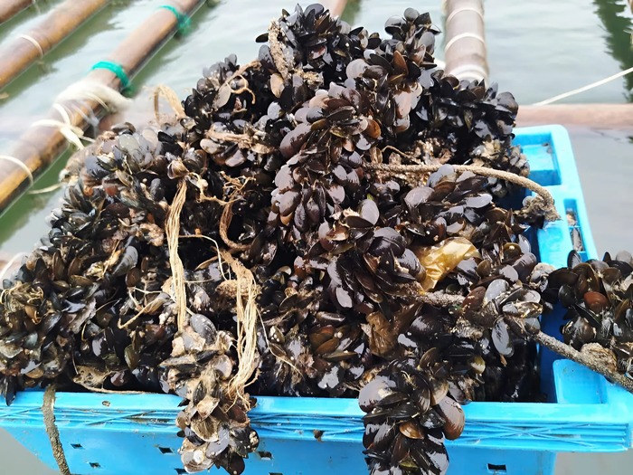 Chi hội trưởng giúp xã đảo xanh, sạch hơn từng ngày- Ảnh 3. Chi hội trưởng giúp xã đảo xanh, sạch hơn từng ngày- Ảnh 3.