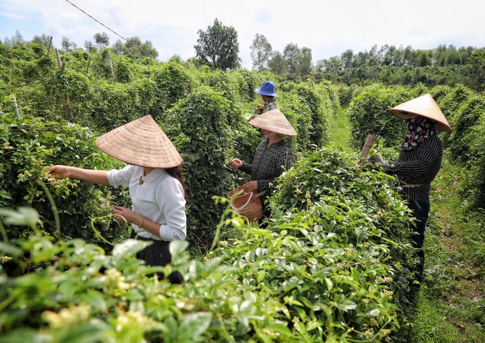 Nữ giám đốc khởi nghiệp từ "cây giữ nhà" - Ảnh 2. Nữ giám đốc khởi nghiệp từ "cây giữ nhà" - Ảnh 2.