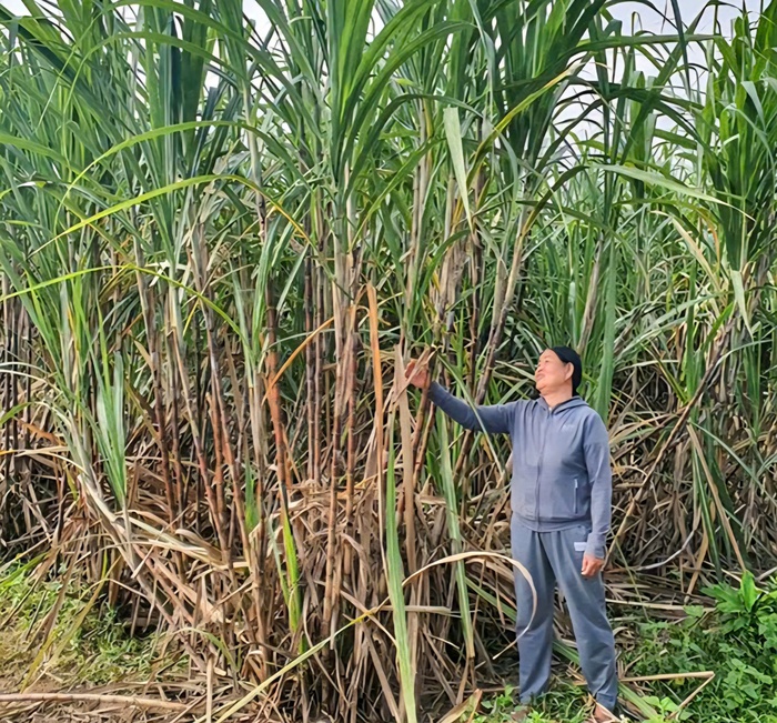Quảng Ngãi: Vực dậy nghề truyền thống, hỗ trợ sinh kế cho nông dân- Ảnh 3. Quảng Ngãi: Vực dậy nghề truyền thống, hỗ trợ sinh kế cho nông dân- Ảnh 3.