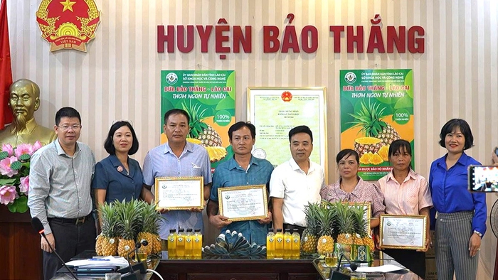 Công nhận nhãn hiệu tập thể "Dứa Bảo Thắng - Lào Cai"- Ảnh 2. Công nhận nhãn hiệu tập thể "Dứa Bảo Thắng - Lào Cai"- Ảnh 2.