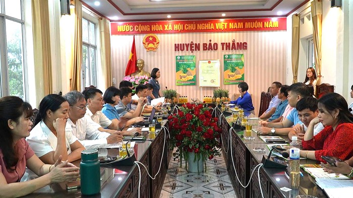 Công nhận nhãn hiệu tập thể "Dứa Bảo Thắng - Lào Cai"- Ảnh 1. Công nhận nhãn hiệu tập thể "Dứa Bảo Thắng - Lào Cai"- Ảnh 1.