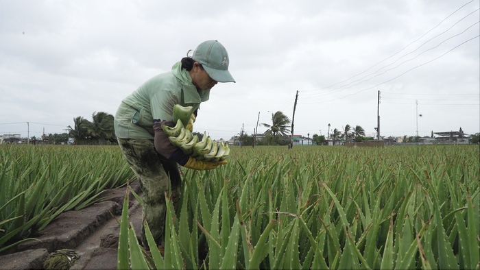Nông dân Ninh Thuận ổn định kinh tế nhờ cây nha đam- Ảnh 1. Nông dân Ninh Thuận ổn định kinh tế nhờ cây nha đam- Ảnh 1.
