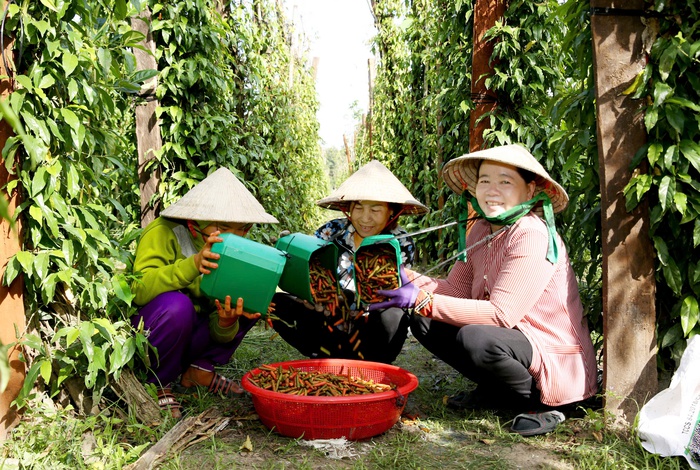 Khởi nghiệp với muối tiêu lốp - Ảnh 4. Khởi nghiệp với muối tiêu lốp - Ảnh 4.