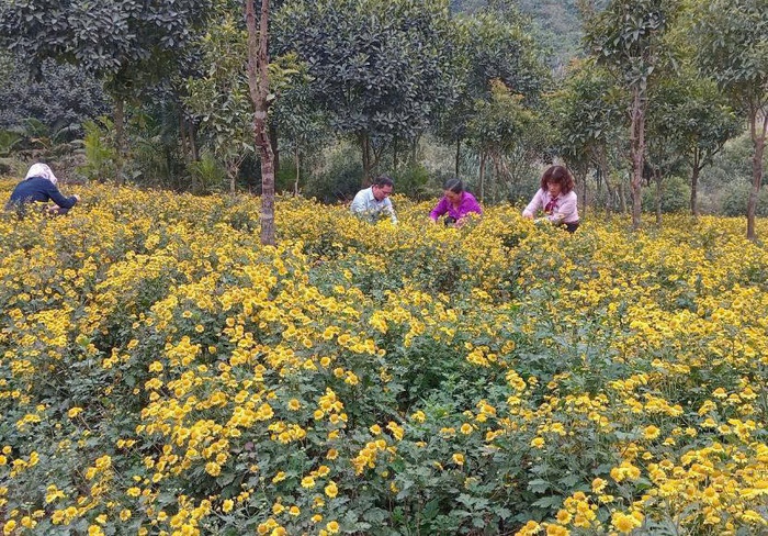 Hà Nam triển khai thực hiện hiệu quả các chương trình tín dụng ưu đãi của Chính phủ- Ảnh 1.