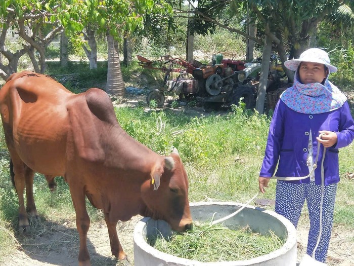 Lâm Đồng: Nhiều mô hình kinh tế hiệu quả được triển khai và nhân rộng- Ảnh 2.
