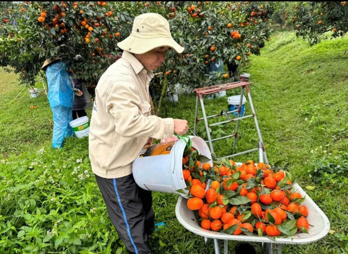 Bắc Ninh: Phát triển cây có múi góp phần xây dựng nông thôn mới nâng cao- Ảnh 1.