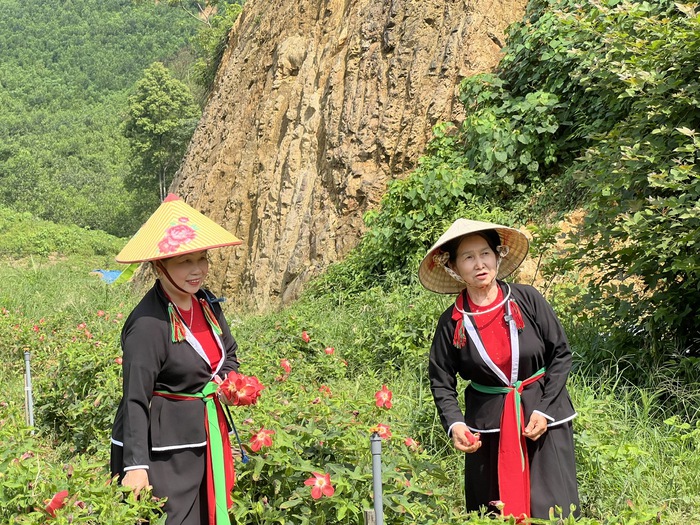 Bà Ân Thị Long và bà Phạm Thị Ngọc hát Soọng Cô khi thu hoạch hoa sâm tại HTX dược liệu Thiên Phúc